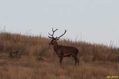 Cervus elaphus elaphus