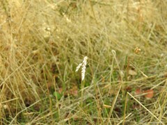 Dactylis glomerata hispanica