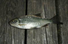 Scardinius hesperidicus