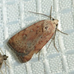 Micrathetis triplex