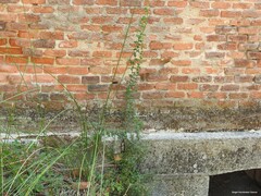 Asparagus acutifolius