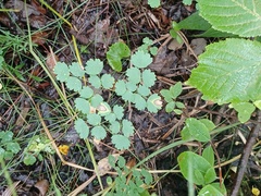 Thalictrum venulosum