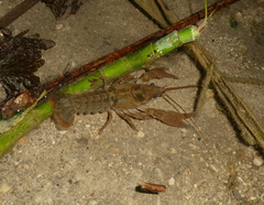 Austropotamobius pallipes