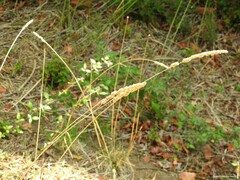 Dactylis glomerata hispanica