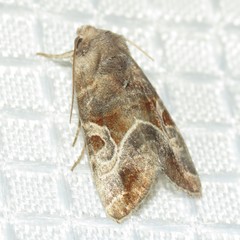 Hexorthodes accurata