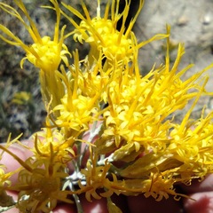 Ericameria nauseosa bernardina