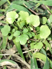 Cardamine occulta
