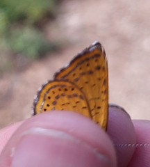 Calephelis arizonensis