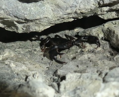 Euscorpius