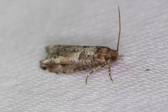 Epinotia