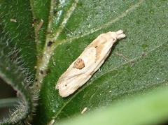 Aethes angustana