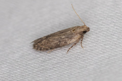 Hypatima