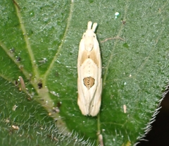 Aethes angustana