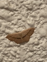 Scopula imitaria