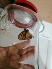 Dircenna kolijkensis