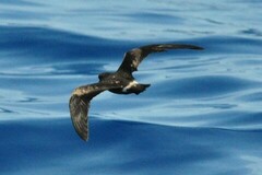 Hydrobates leucorhous