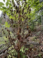 Frasera caroliniensis