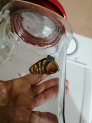 Dircenna kolijkensis