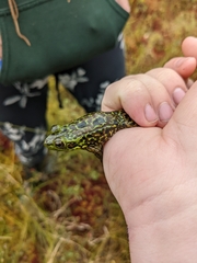 Lithobates septentrionalis