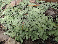 Parmelioideae