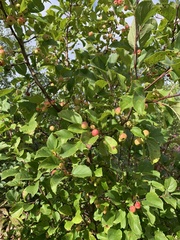Malus prunifolia