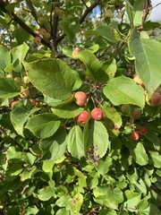 Malus prunifolia