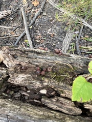 Daldinia childiae