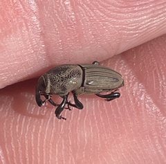 Sphenophorus coesifrons