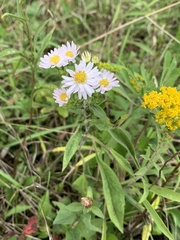 Symphyotrichum pilosum pilosum