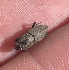 Sphenophorus coesifrons