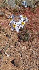 Leucocoryne coronata