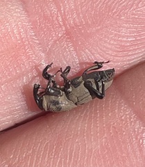 Sphenophorus coesifrons