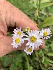 Symphyotrichum pilosum pilosum