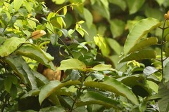 Centropus leucogaster