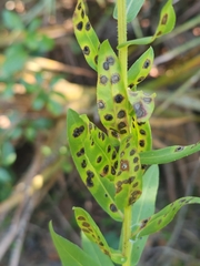 Asteromyia carbonifera