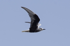 Chlidonias leucopterus