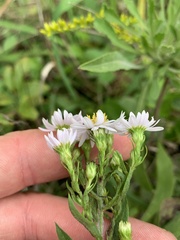 Symphyotrichum pilosum pilosum