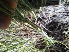 Ericameria nauseosa bernardina