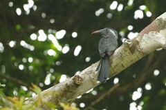 Horizocerus hartlaubi