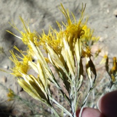 Ericameria nauseosa bernardina