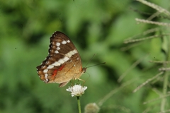 Anartia fatima