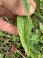 Symphyotrichum pilosum pilosum
