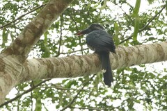 Horizocerus hartlaubi