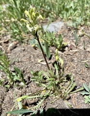 Pedicularis parryi