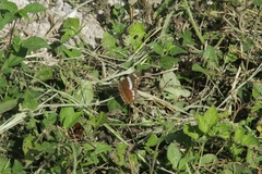 Anartia fatima