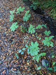 Petasites frigidus palmatus