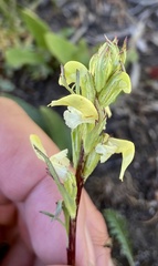 Pedicularis parryi