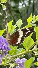 Anartia fatima