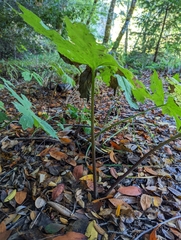 Petasites frigidus palmatus