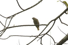 Prodotiscus insignis